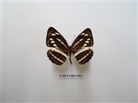 藏品(細帶環蛺蝶)的圖片